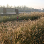 Schanghai Houtan Park – Preis für bestes architektonisches Umweltprojekt