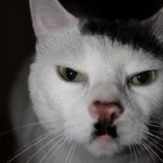 Cats that Look Like Hitler – Bescheuert aber anziehend – Kitlers