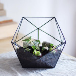 Kleine Glass-Terrarien – Nicht nur für Omas