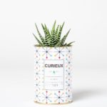 AY Cactus – Making a Cactus Cool