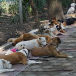 12 in 12 – Die Hundeflüsterer von Mexico City