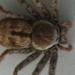 12 in 12 – Pfui Spinne?