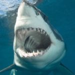 12 in 12 – Es gibt (fast) keine Haie in Bondi Beach