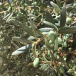 12 in 12 – Die grüne und die schwarze Olive